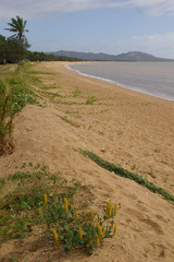 Crotalaria mitchellii