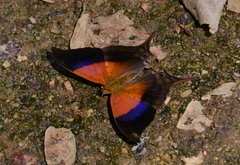 Marpesia furcula