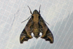 Nyceryx nictitans