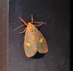 Ammatho cuneonotatus