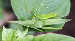 Atractomorpha similis