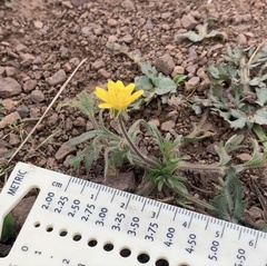 Ranunculus canus