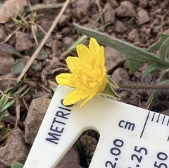 Ranunculus canus