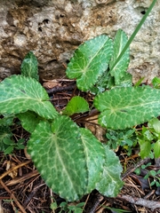 Eryngium creticum