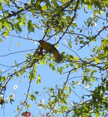 Icterus spurius