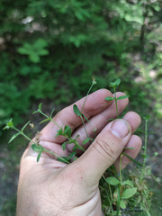 Caryophyllaceae