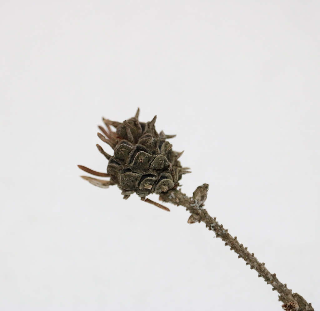 spruce gall adelgid