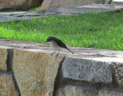 Eopsaltria georgiana