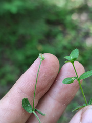 Caryophyllaceae