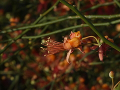 Capparis decidua