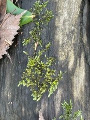 Brachythecium rivulare