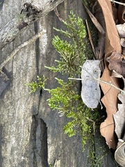 Brachythecium rivulare