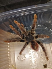 Thrixopelma