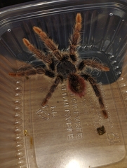 Thrixopelma