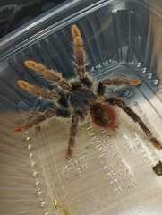 Thrixopelma