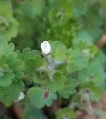 Veronica cymbalaria