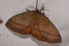 Anthela connexa