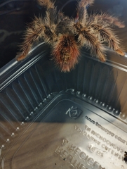 Thrixopelma