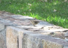 Sericornis maculatus