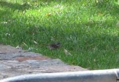 Sericornis maculatus