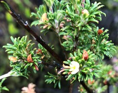 Phyllota pleurandroides