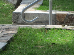 Sericornis maculatus