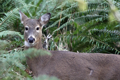 Odocoileus virginianus leucurus