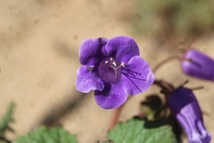 Phacelia minor