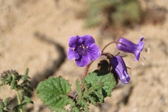 Phacelia minor