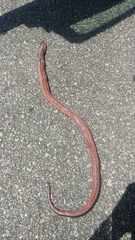 Farancia erytrogramma