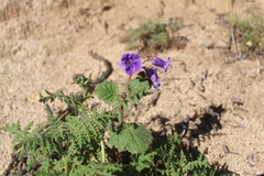 Phacelia minor