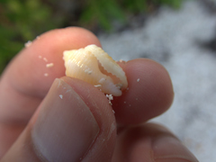 Columbella mercatoria