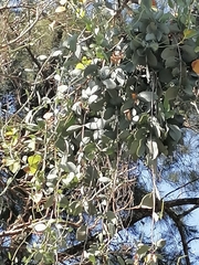 Ileostylus micranthus