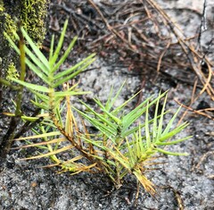 Distichlis distichophylla