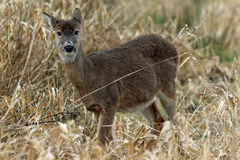 Odocoileus virginianus leucurus