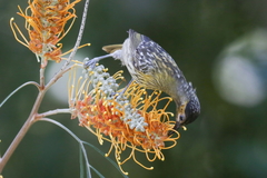 Xanthotis macleayanus