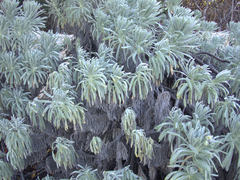 Tournefortia gnaphalodes