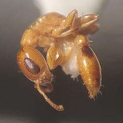 Pseudomyrmex simplex