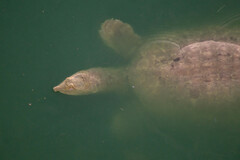 Apalone spinifera emoryi