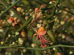 Capparis decidua