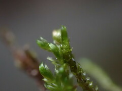 Hygrohypnella ochracea