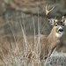 White-tailed Deer - Photo (c) jayras, some rights reserved (CC BY-NC), uploaded by jayras