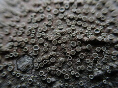 Lecanora pacifica