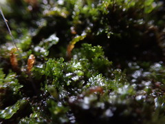 Riccardia chamedryfolia