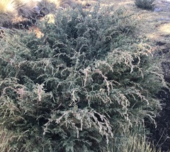 Cupressus lusitanica