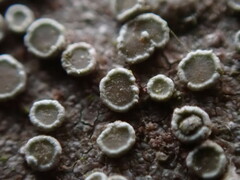 Lecanora pacifica