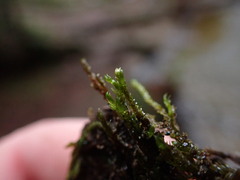 Hygrohypnella ochracea