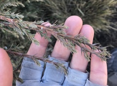Cupressus lusitanica