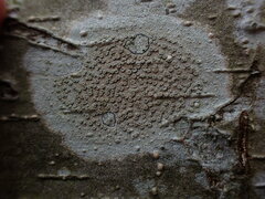 Lecanora pacifica