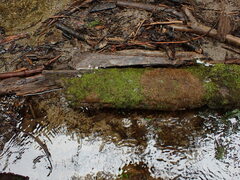 Hygrohypnella ochracea